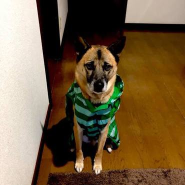 雨の日のEdわんこ