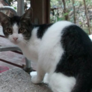 飼い主さんを探しています