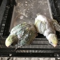 セキセイインコのヒナ 里親募集です
