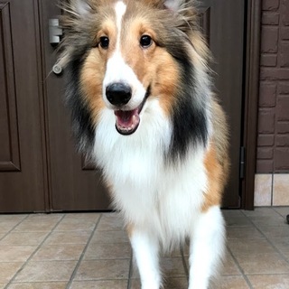 里親様が決まりました。ありがとうございました。