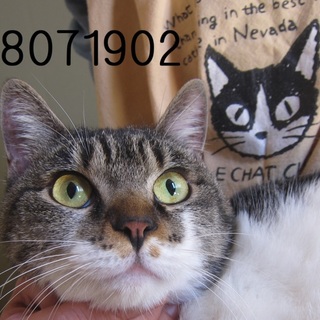 オスメス多種色の猫達が飼い主さんを待っています。