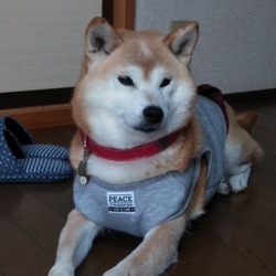 師走〜葵の日常〜変化無し(๑•̀ㅂ•́)و✧