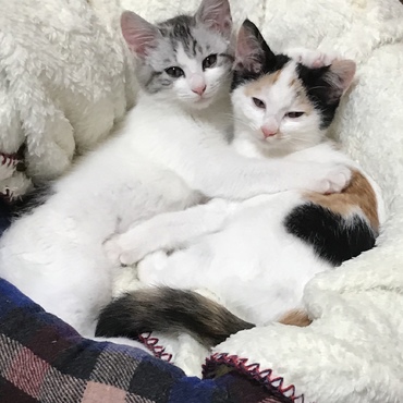 ロミオとジュリエット(〃ω〃)