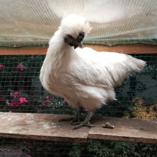 うこっけいメス②　里親募集