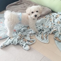 ハル