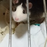 生後半年のラットの里親募集 サムネイル1