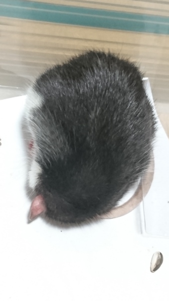 生後半年のラットの里親募集 サムネイル2