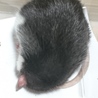 生後半年のラットの里親募集 サムネイル2