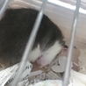 生後半年のラットの里親募集 サムネイル3
