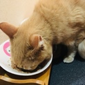 【急募！】2歳 超優し猫 オス