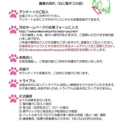 ねこ譲渡会 (ギャラリー風の道) サムネイル2