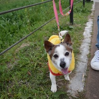 さくら