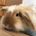 ロップイヤー１歳の女の子里親募集です！