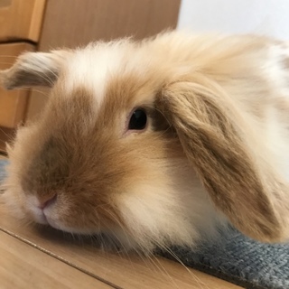 ロップイヤー１歳の女の子里親募集です！