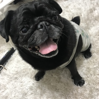 黒パグのテンくんです