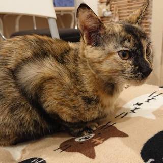 サビ猫☆タルト