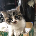 人懐こい三毛猫の子猫ちゃん