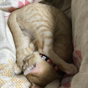 トラ斗の写真
