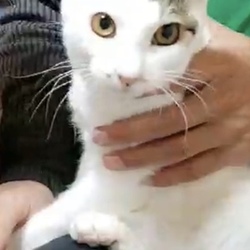 12月9日(日)に愛知県豊橋市で譲渡会 サムネイル2