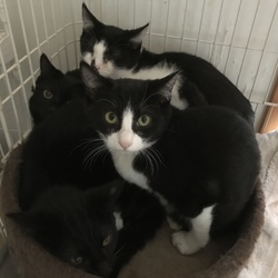 12月9日(日)に愛知県豊橋市で譲渡会 サムネイル3