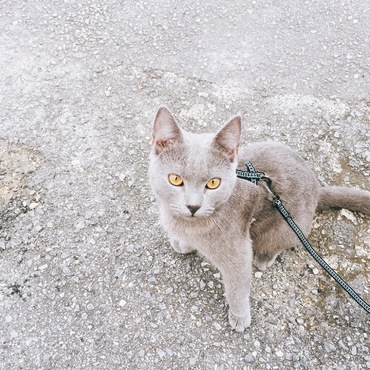 アッシュの写真