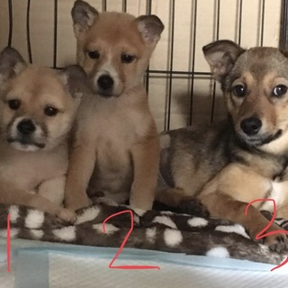 1.5ヶ月兄弟と3ヶ月子犬募集