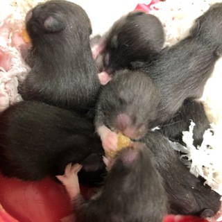 ゴールデンハムスター生後1ヶ月 