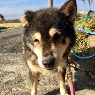 優しいお顔黒柴すみこちゃん/有難うございました！