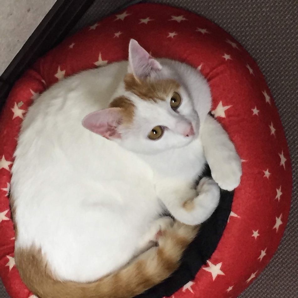 テールのカバー写真