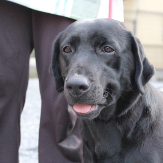 2才の女の子　～繁殖犬引退～