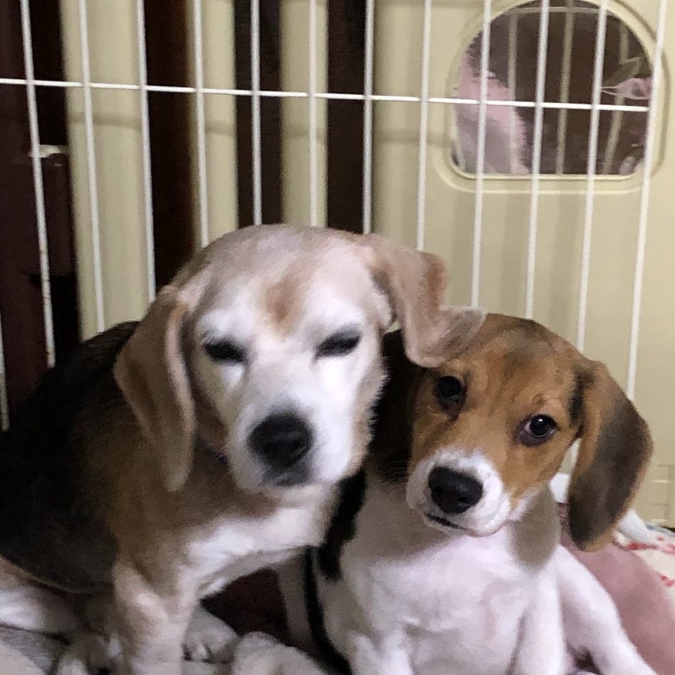 ドッピオのカバー写真