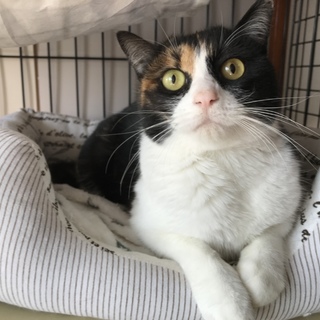 ゴロスリ桜ちゃん