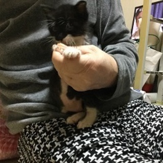 とてもかわいい子です。♡仲介