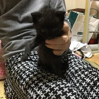 とてもかわいい子です。仲介