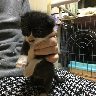 とてもかわいい子です。仲介