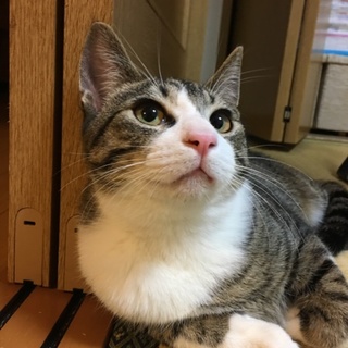 トライアル決定♡7か月くらい☆ニコちゃん