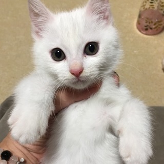 仲良し３兄妹(=^ェ^=)