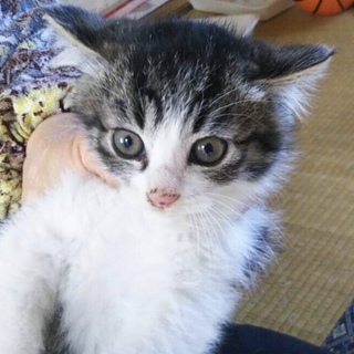 とても可愛い♡ 仲良し仔猫姉妹が里親決定❗️