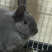 うさ子
