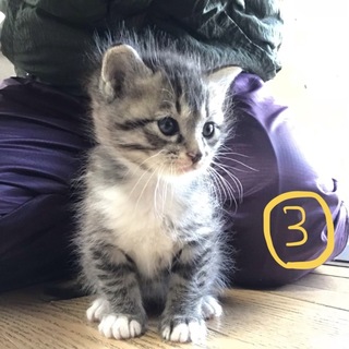 子猫  オス  ３番 (番号変えました)