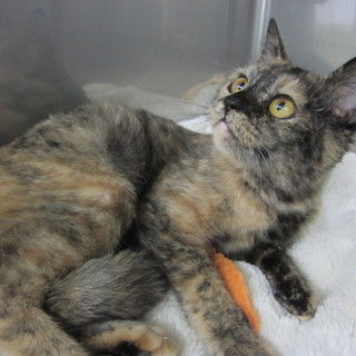 譲渡対象猫紹介