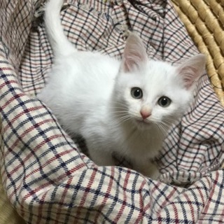 里親様決定！美猫長毛mixのいか丸くん♪