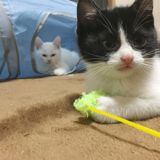 里親さま決定！ 3頭身ボディーげそ天くん♪♪