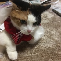 もっち