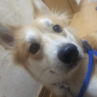 クールなイケメン★こうくん☆１歳