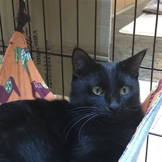 ☆おうちが決まりました☆去勢済み♂☆