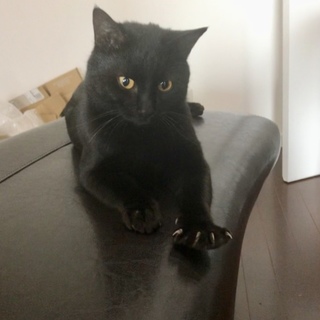 人懐っこい黒猫ちゃん