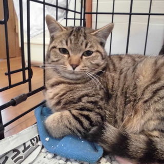 動画有タヌキみたいなキジトラ　ぽぽろんちゃん