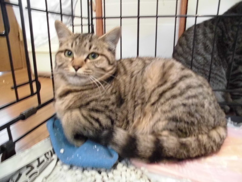 動画有タヌキみたいなキジ 岡山県 猫の里親募集 ペットのおうち 月間利用者150万人