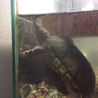 ミシシッピニオイガメ 大事にして下さる里親さん募集 サムネイル2